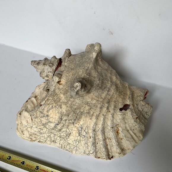 Large Conch Shell Unknown Type 9" - Picture 8 of 8